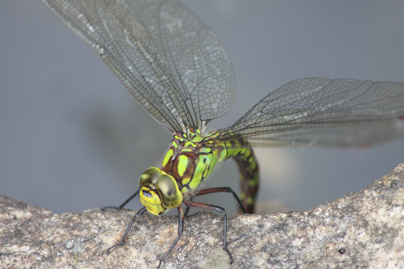 Libellula