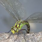 Libellula