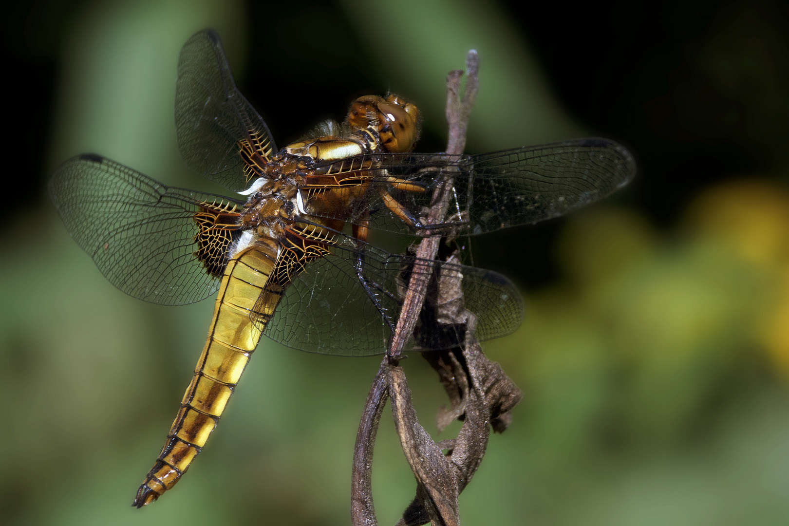 Libellula