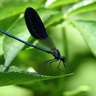 Libellula Calopterix Splendens