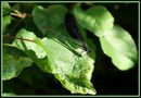 Libellula (Calopteryx splendens) von Stefano Stori 