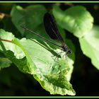 Libellula (Calopteryx splendens)