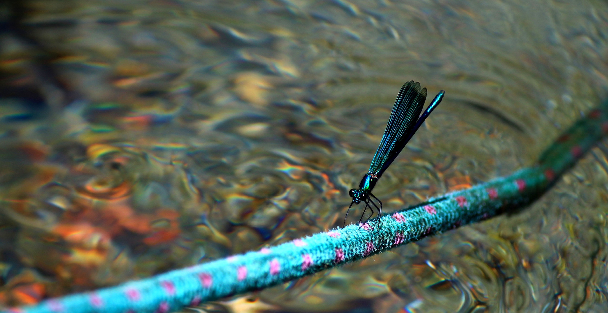 Libellula