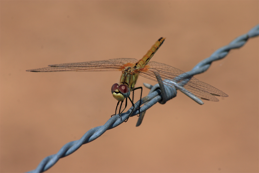 Libellula