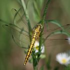 libellula