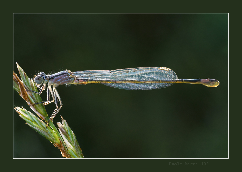 Libellula