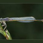 Libellula