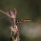 Libellula