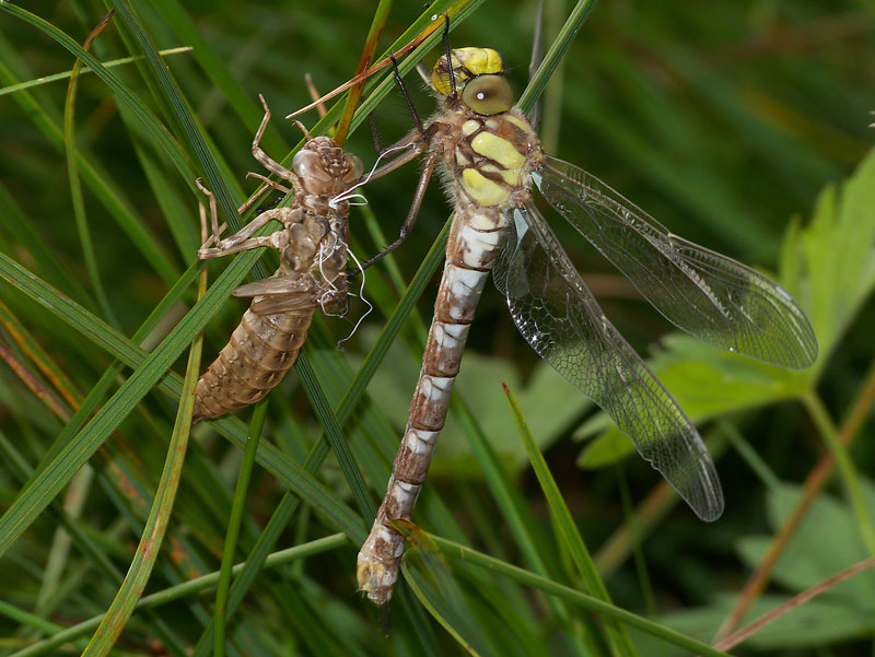 libellula con larva