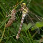 libellula con larva