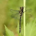 Libellula Cordulegaster boltonii