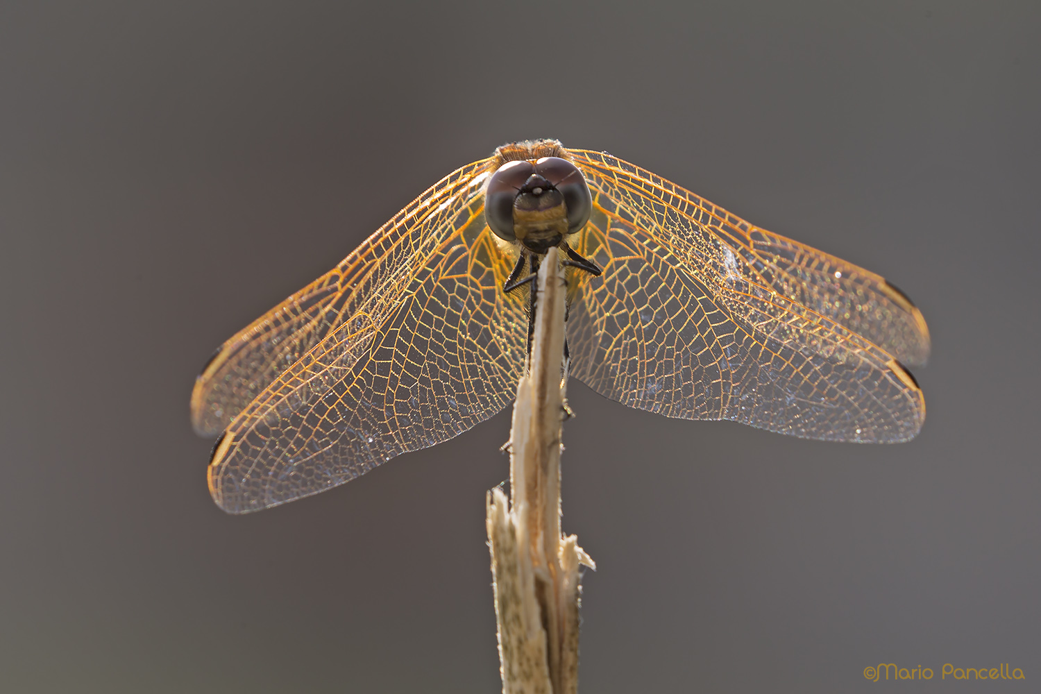 Libellula cotroluce