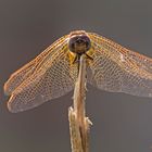 Libellula cotroluce