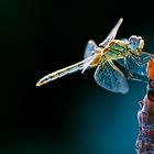 libellula