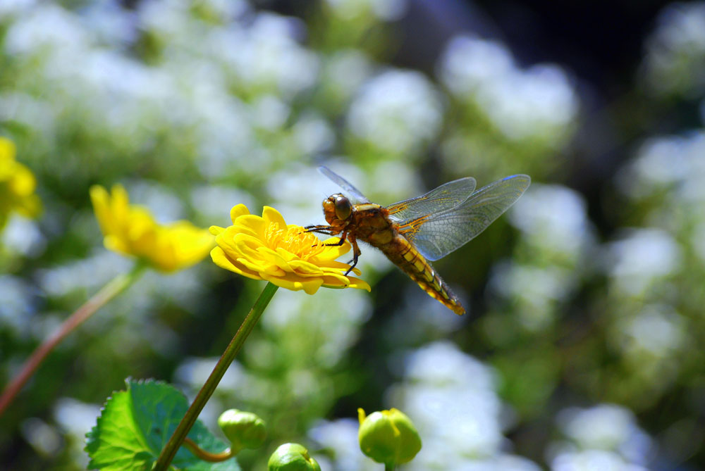 libellula