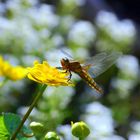 libellula