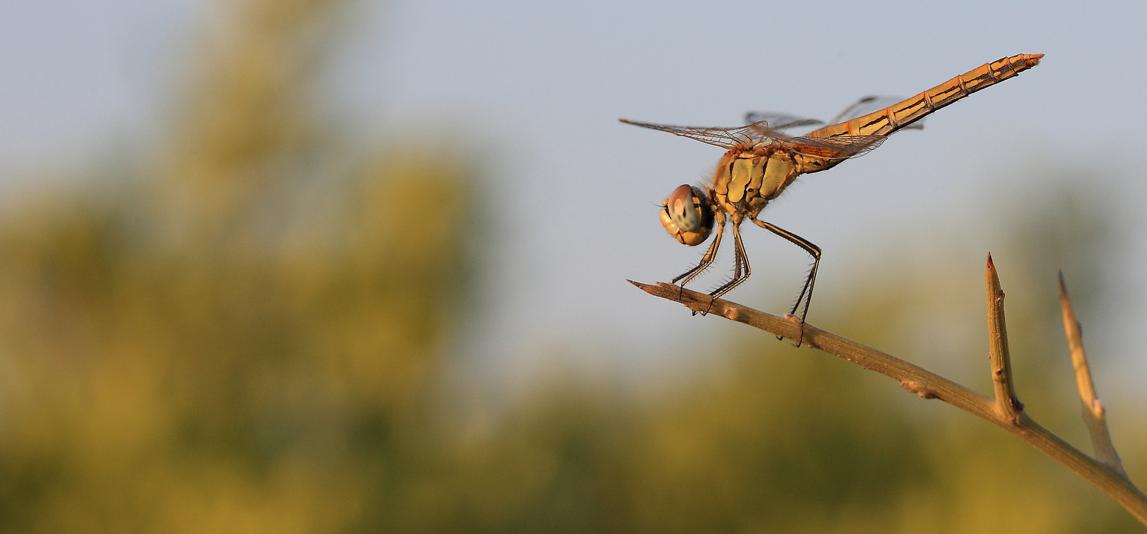 LIBELLULA