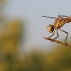 LIBELLULA