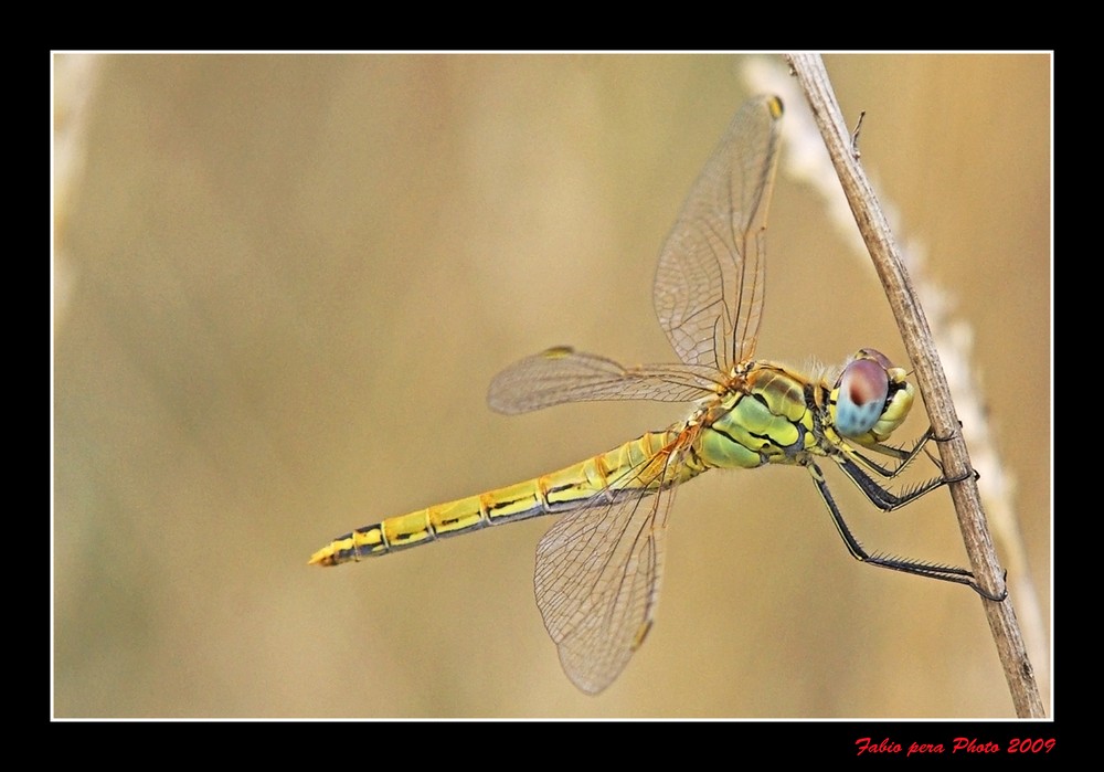 libellula