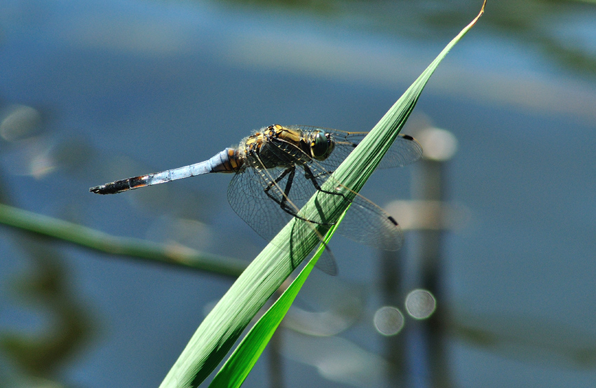 Libellula