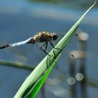 Libellula