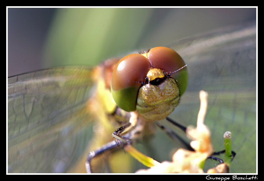 Libellula