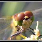 Libellula