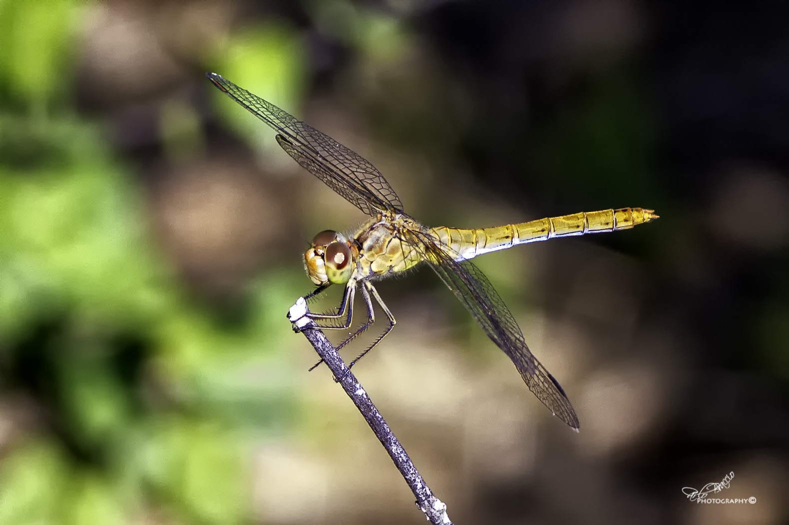 libellula