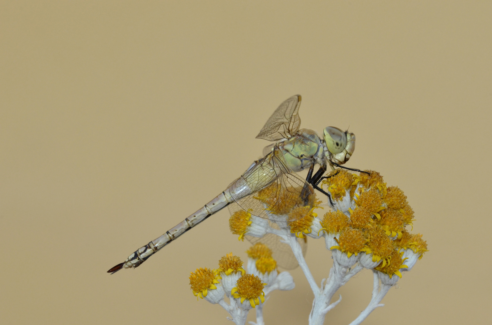 libellula da identificare