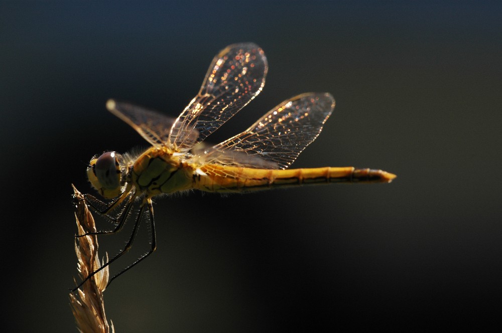 libellula da sera