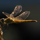 libellula da sera