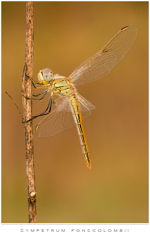 Libellula d'autunno