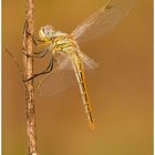 Libellula d'autunno