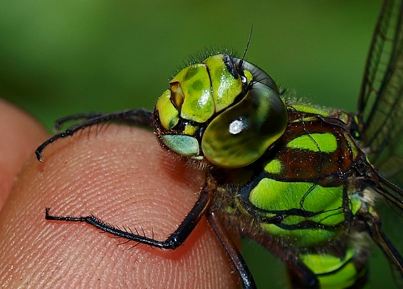 libellula