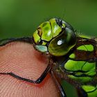 libellula