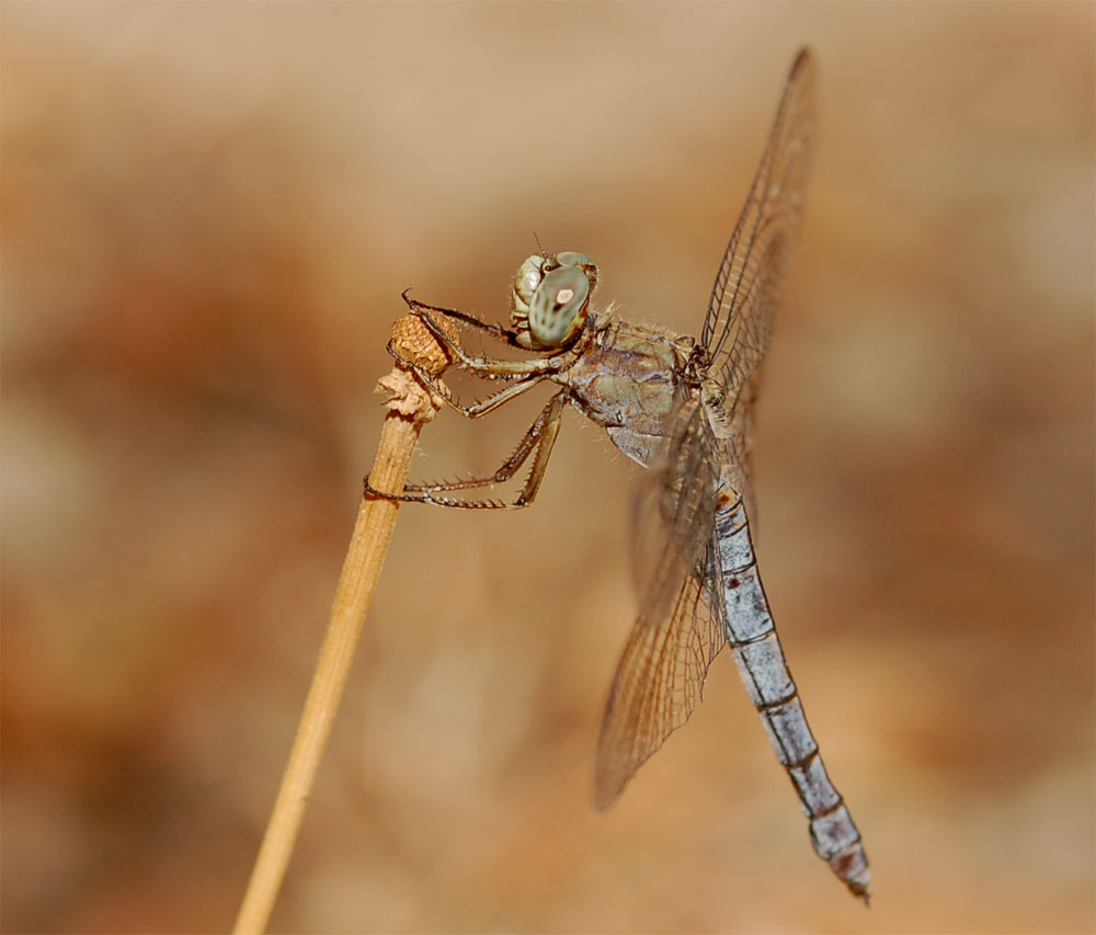 libellula