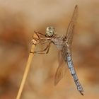 libellula