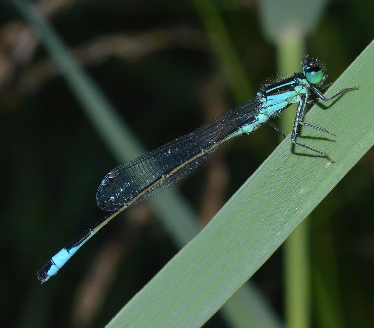 libellula