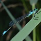 libellula