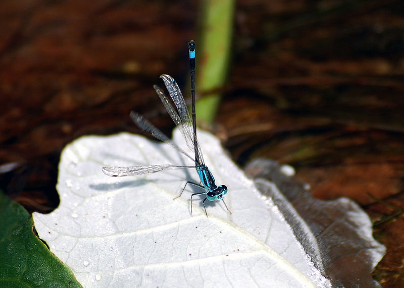 Libellula