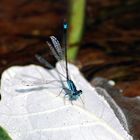 Libellula