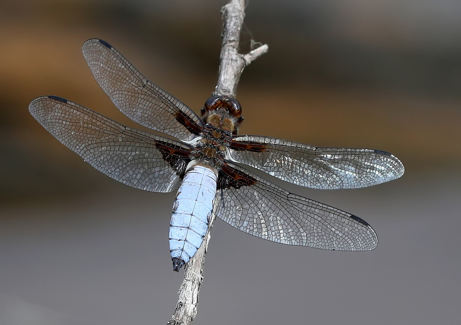 Libellula depressa