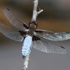 Libellula depressa