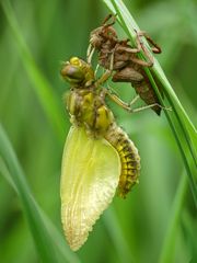 Libellula depressa