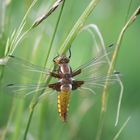 libellula depressa