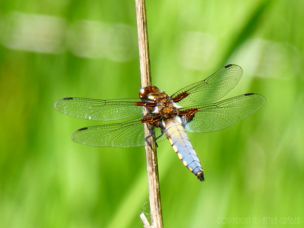 Libellula depressa