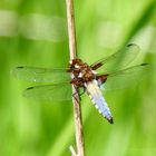 Libellula depressa