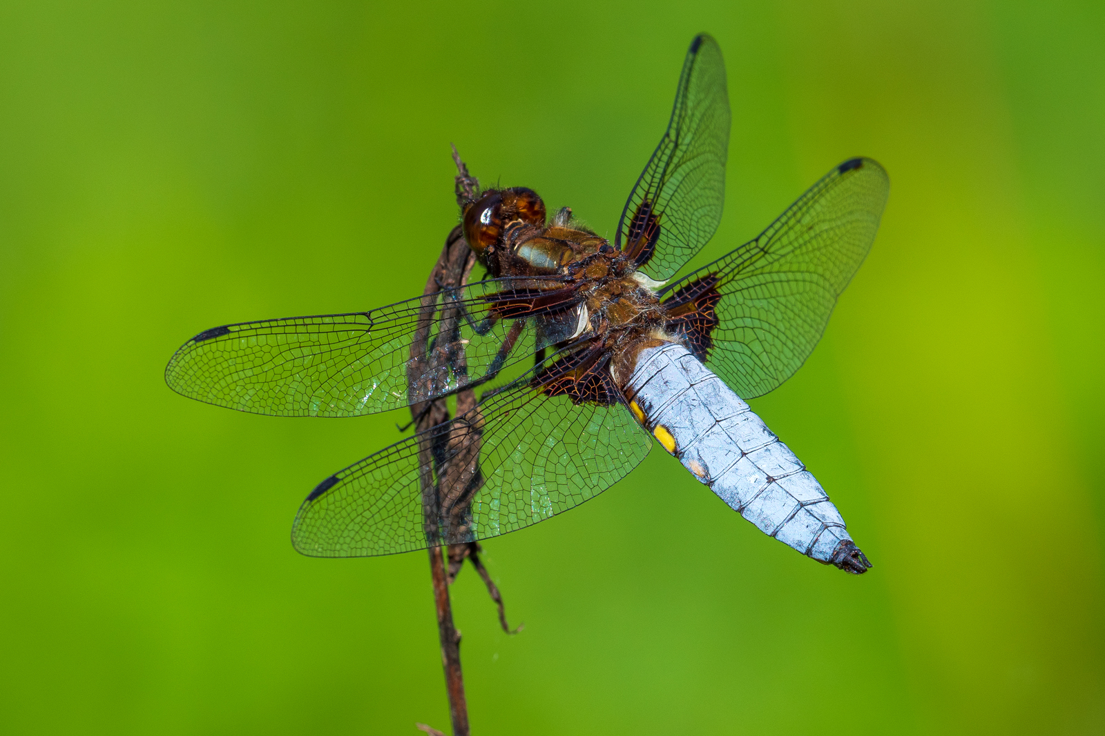 Libellula depressa 1