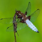 Libellula depressa 1