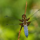 Libellula depressa